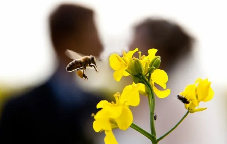 Огромный рой пчел. Пара два года прожила с 80 тысячами живых насекомых в спальне