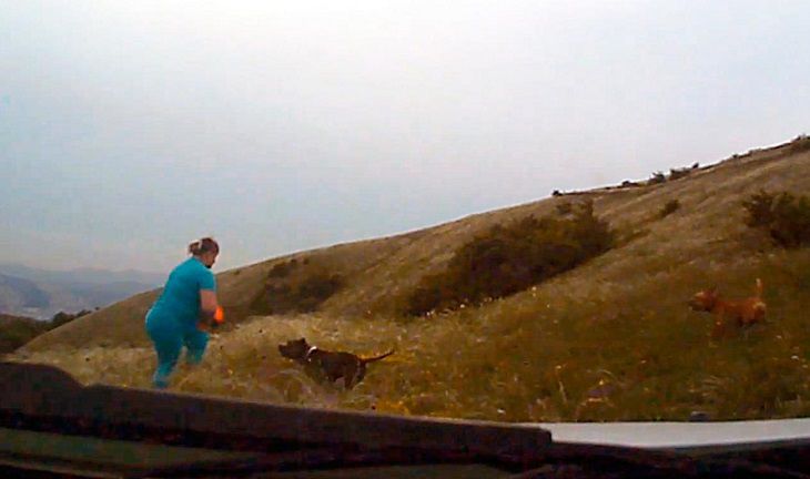 Бойцовские собаки напали на семью с ребенком