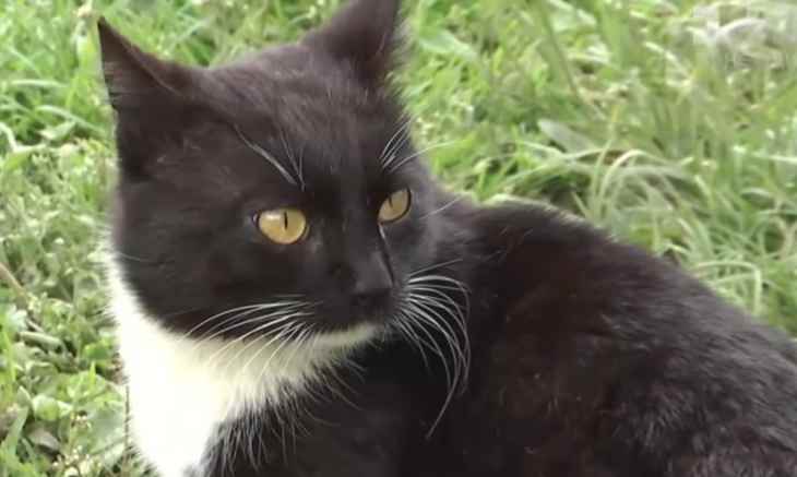 Украинский кот прошел 300 километров, чтобы вернуться домой