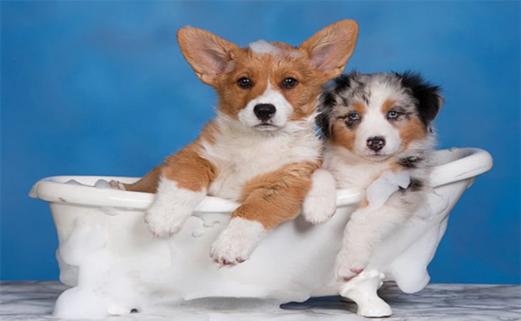 Как правильно купать домашнего питомца Как правильно купать домашнего питомца