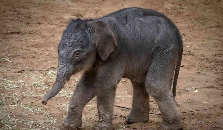 Все ради туристов. Слоненка довели до изнеможения