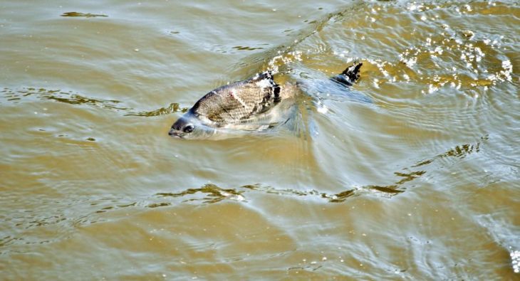 Едкий запах и необычный цвет: в Воложинку попали канализационные стоки Едкий запах и необычный цвет: в Воложинку попали канализационные стоки