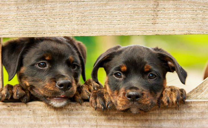 Тест для собачников: А ты сможешь угадать, какой породы собаки на картинке?