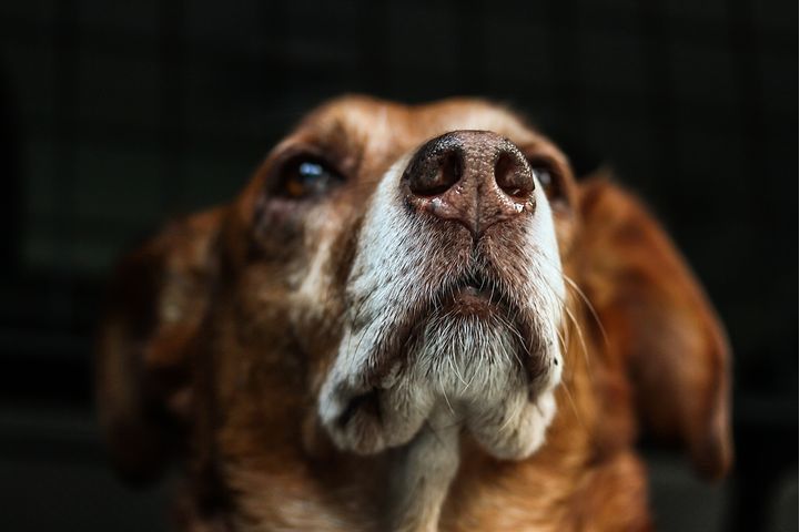 Ученые рассказали, какие собаки кусают людей чаще всего