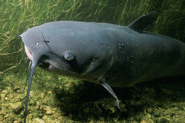 По всей Беларуси начинает действовать запрет на ловлю сома. Штрафы впечатляют
