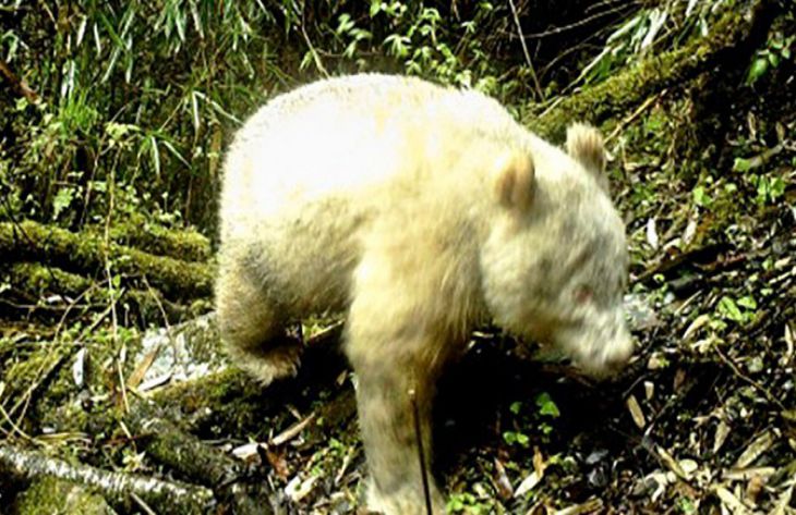 Ученым удалось сфотографировать самую редкую панду-альбиноса