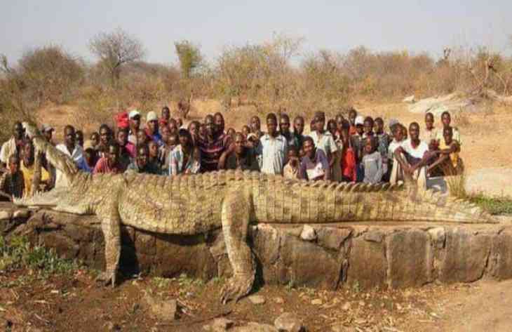 Самый большой крокодил в мире : новости, книга рекордов гиннеса, животные,  крокодил, рекорды и антирекорды