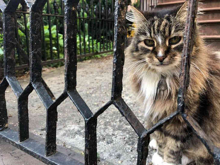 Кошка-эмигрант из Беларуси стала звездой в Бруклине