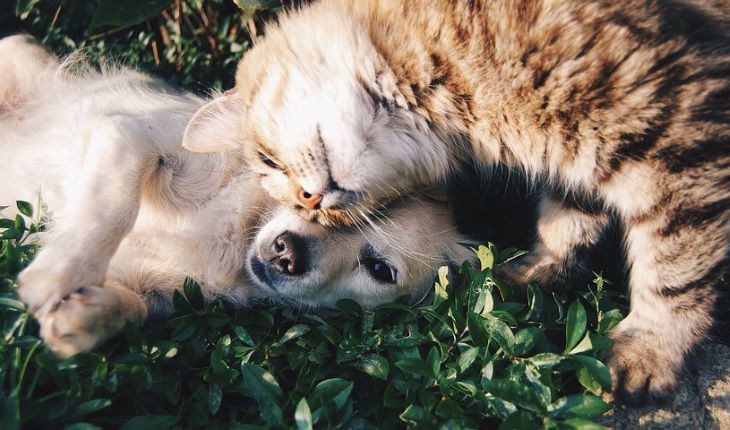 Зоологи объясняли, почему одни люди любят кошек, а другие – собак