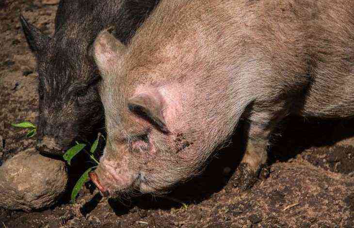 Более 30 свиней сгорело заживо на пожаре в Лидском районе