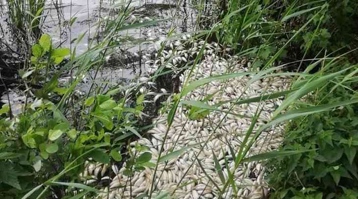 Мор рыбы произошел на озере в Полоцком районе