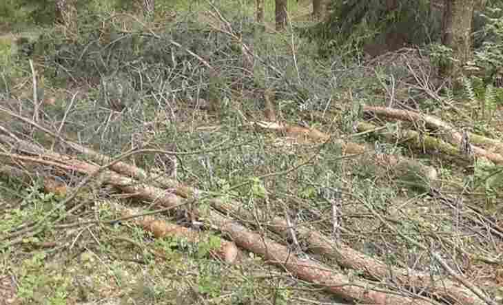 «Под заказ». Лесоруб-нелегал спилил 242 дерева в Столбцовском районе