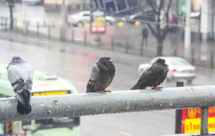 Погода в Беларуси на 29 мая 2019 года: будет дождливо Погода в Беларуси на 29 мая 2019 года: будет дождливо