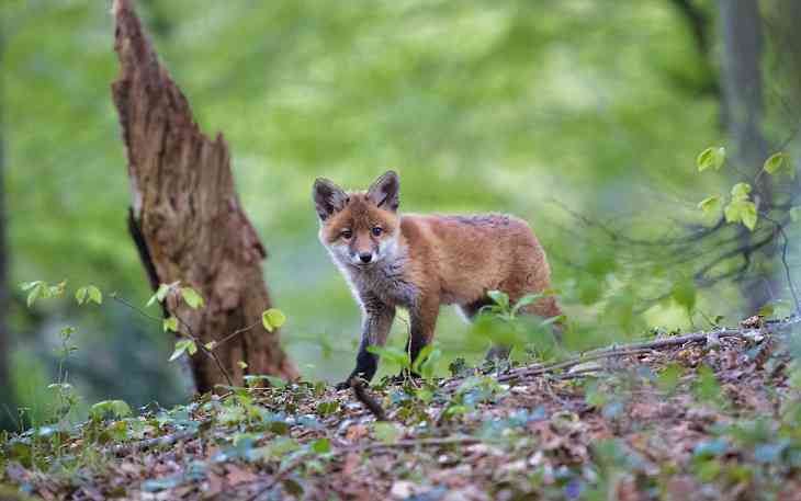История с бешеным лисенком в Витебском зоопарке: от бешенства лечат уже трех человек