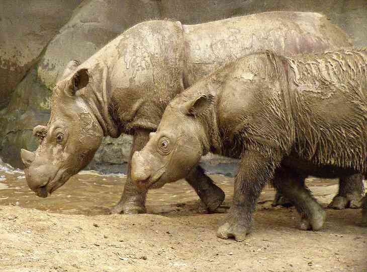 В Малайзии умер последний самец суматранского носорога 