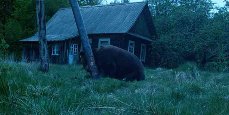 Большой бурый медведь пришел в деревню в Налибокской пуще 