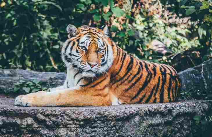 Ученые смогли разгадать тайну окраса тигриной шкуры