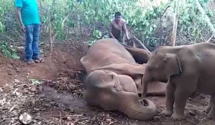 Гладил мать хоботом. Слоненок попытался «разбудить» мертвую маму