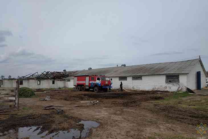 В Быховском районе на пожаре погибли 34 теленка