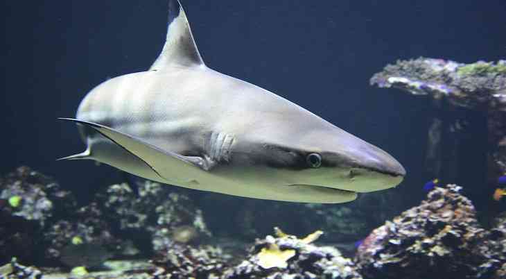 Тупорылая акула убила рыбака
