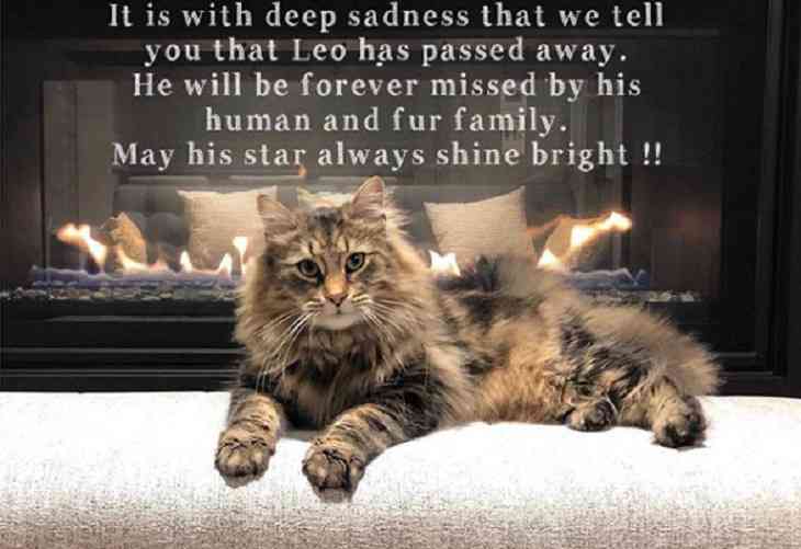 Умер кот-звезда фильма «Кладбище домашних животных»