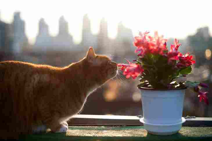 Основные причины, почему кот ест комнатные цветы: новости, коты, животные,  советы, цветы, домашние животные