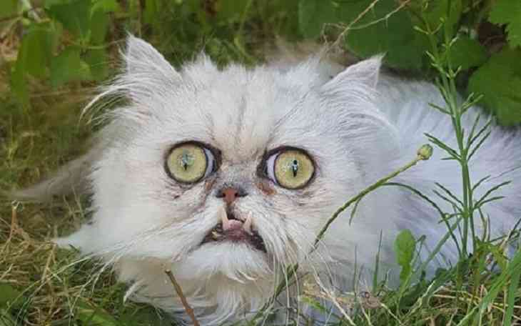 Самый страшный кот в мире перепугал пользователей Сети 