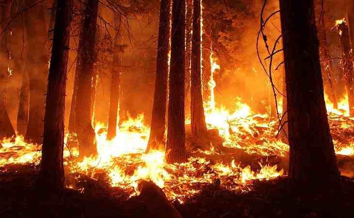 С начала года в Беларуси произошло более 2 200 пожаров в экосистемах