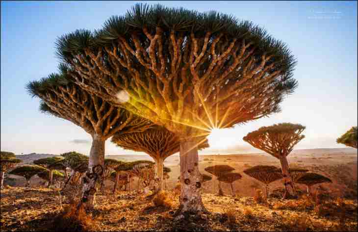 Удивительный остров Сокотра Удивительный остров Сокотра