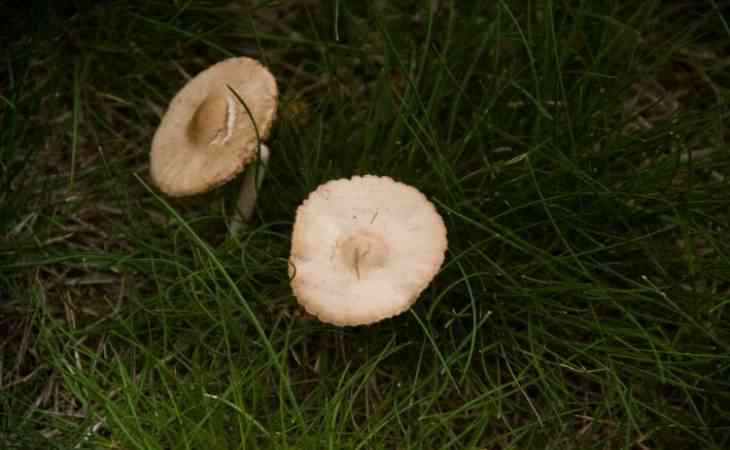 Не досмотрели: 5-летние дети нашли возле детсада ядовитые грибы и съели