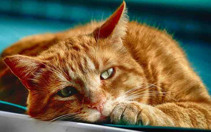 Почему кошки любят спать на своих хозяевах: новости, коты, кошка, животные,  психология, домашние животные