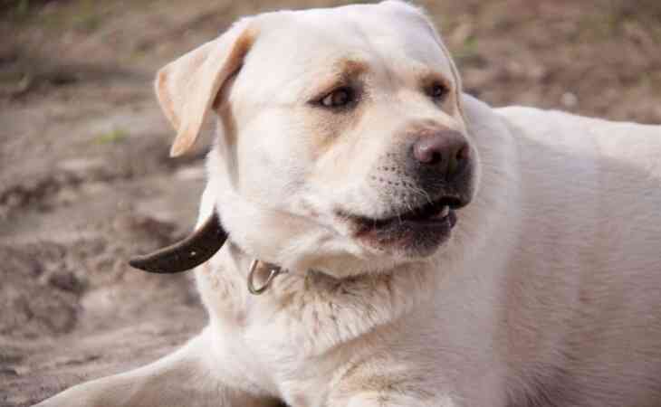 В Гродно в летнем кафе собака укусила 7-летнюю девочку В Гродно в летнем кафе собака укусила 7-летнюю девочку