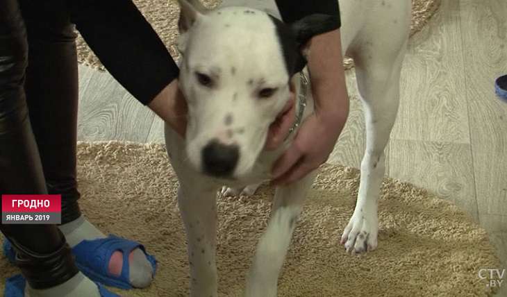 «Намордник у собаки был тряпичный». Что известно о новом нападении стаффа на ребенка в Гродно