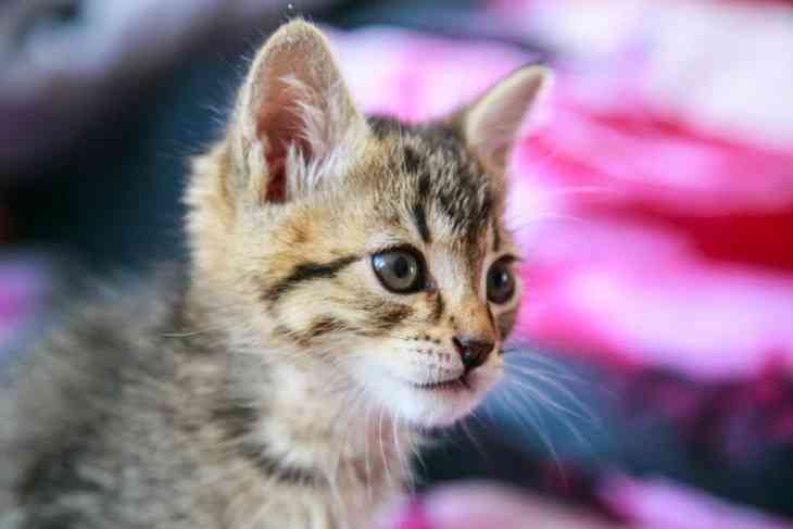 В квартире известного московского художника обнаружили 80 кошек