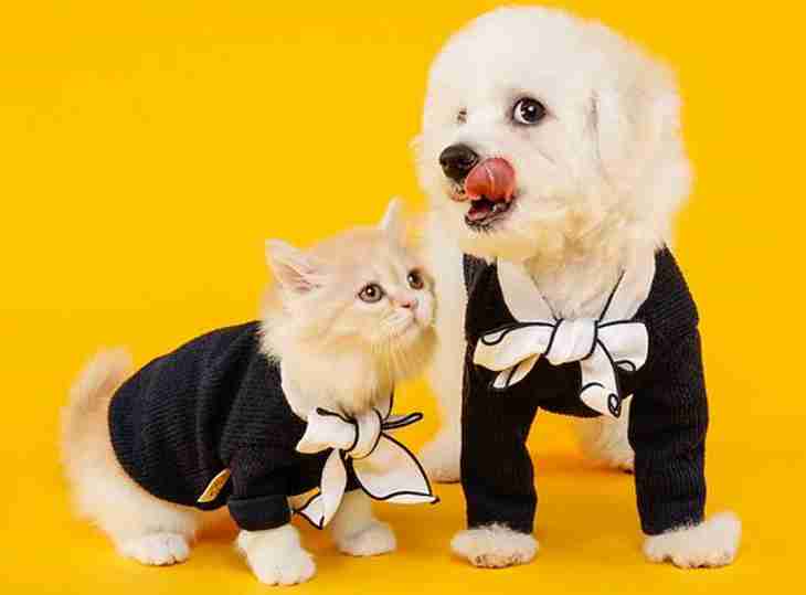 Четыре причины, почему кошки враждуют с собаками