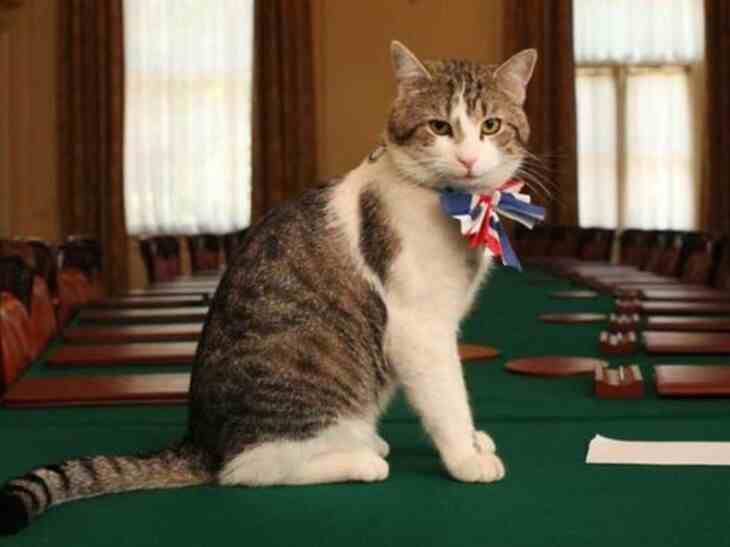 Кот Ларри из офиса Мэй демонстративно проигнорировал Трампа