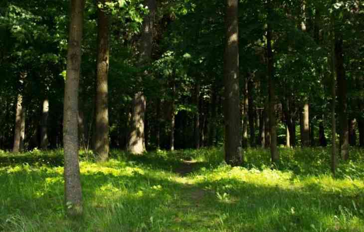 Запрет на посещение лесов введен уже в 9 районах Беларуси