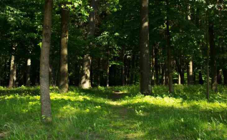 В Речицком районе нашли двух потерявшихся в лесу пенсионерок
