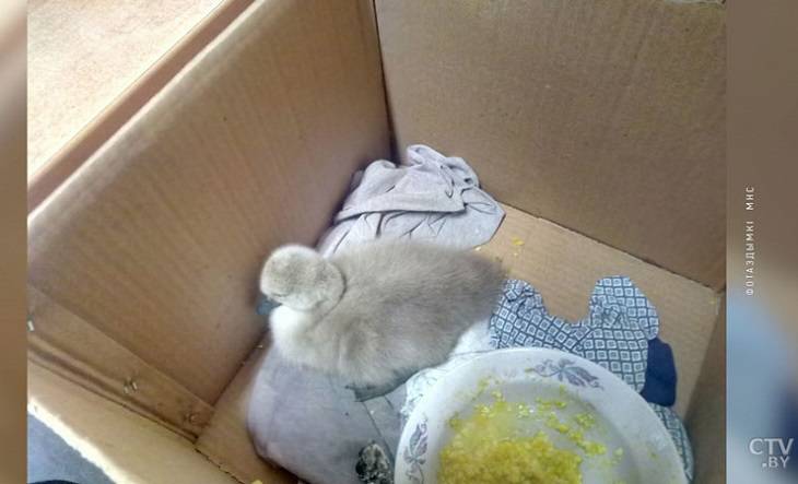 В Воложине лебеди два часа пытались освободить птенца, попавшего в западню: помогли спасатели