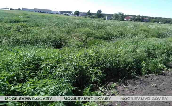 В Быховском районе уничтожено более тонны дикорастущей конопли