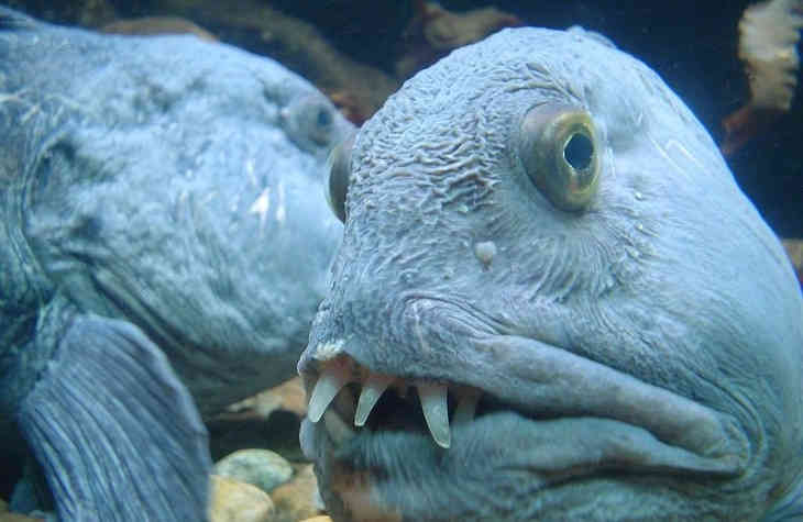 Отрубленная голова рыбы прокусила банку газировки