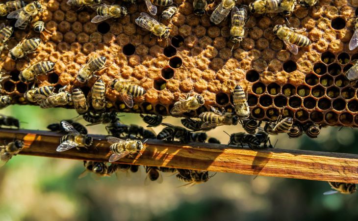 «Хотели заняться пчеловодством»: В Орше двое парней обворовали чужую пасеку