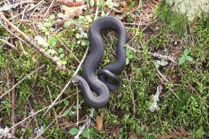 Что делать, если встретил змею: как себя вести и как избежать укуса