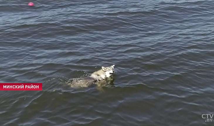 Пёс поставил рекорд на гребном канале в Заславле