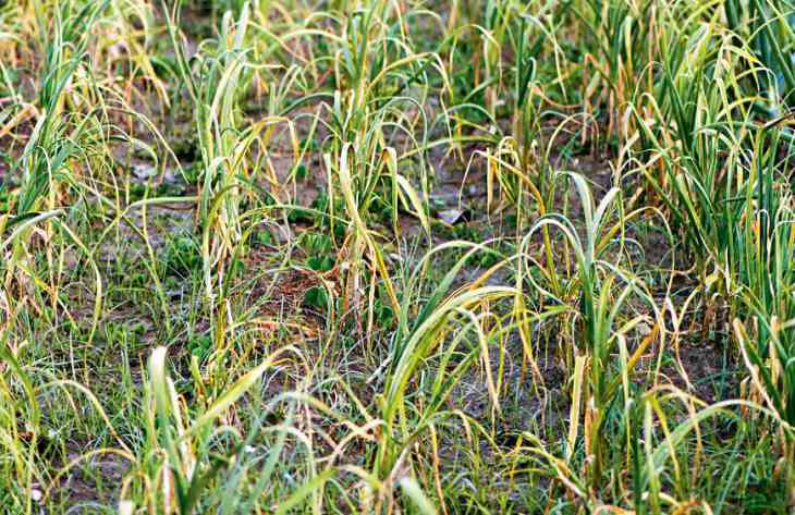 Желтеет чеснок: почему это происходит и что делать