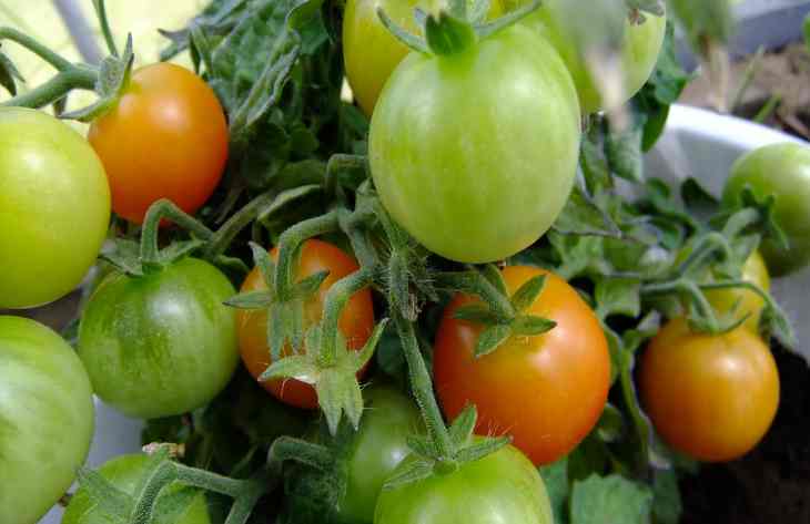 Способы сохранения урожая помидоров: эффективные подкормки: новости, томат,огород, советы, урожай, сад и огород