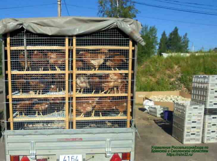 Цыплят и утят из Беларуси не пустили в Россию