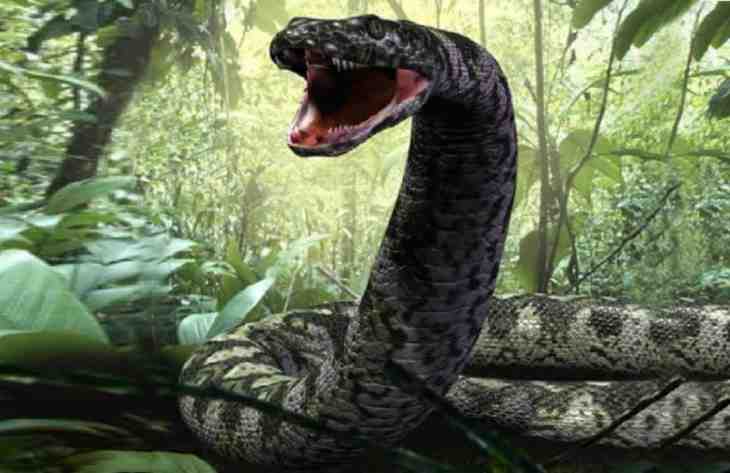 Самая большая змея из когда-либо существовавших 