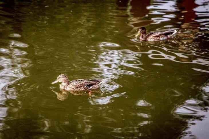 В Лунинецком районе утонул пятилетний мальчик В Лунинецком районе утонул пятилетний мальчик