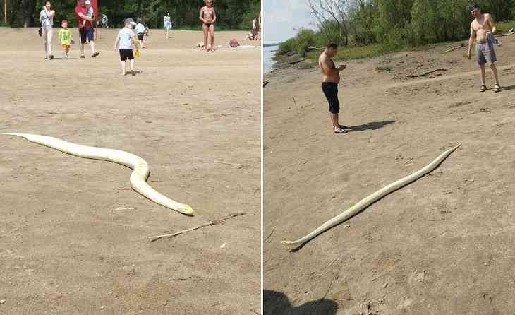 «Питонам нужно солнце». Мужчина на городском пляже выгулял змею 